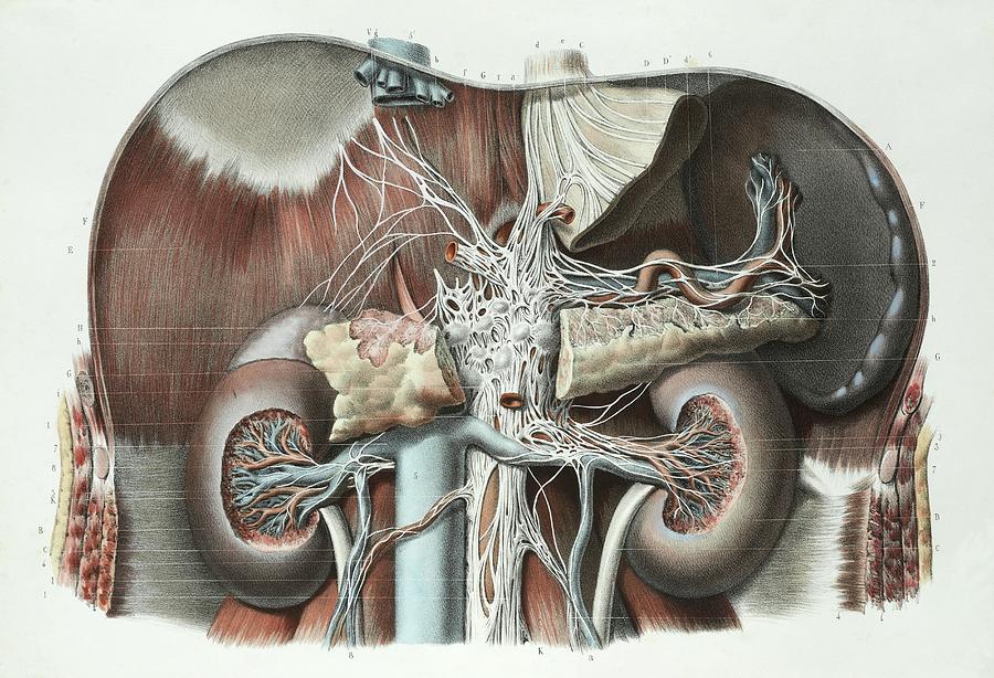 Abdominal Anatomy Photograph by Science Photo Library