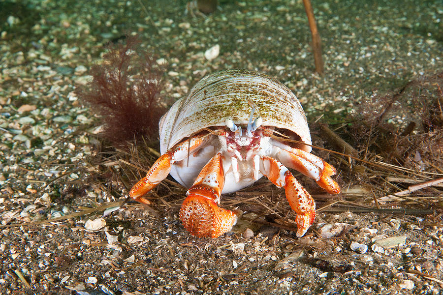 Acadian Hermit Crab Photograph By Andrew J. Martinez - Fine Art America