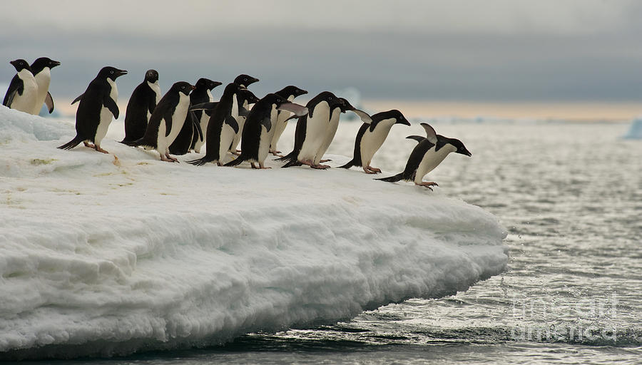 Adelie Penguins #12 Photograph by John Shaw