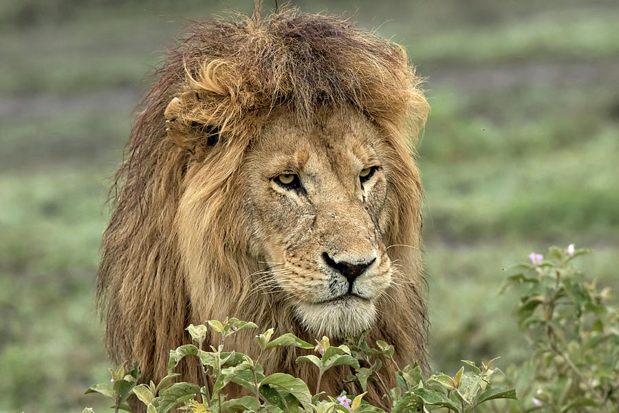 Cat Photograph - Africa, Tanzania, Serengeti #8 by Charles Sleicher