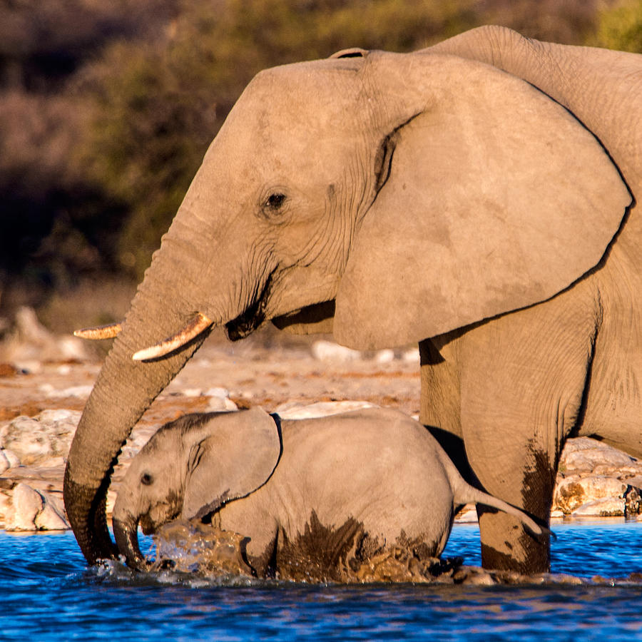 African Elephants Loxodonta Africana Photograph by Panoramic Images ...