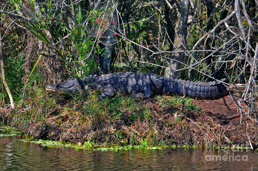 8- Alligator Photograph by Joseph Keane