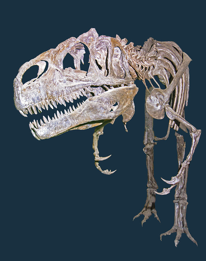 Allosaurus Photograph by Millard H. Sharp - Pixels