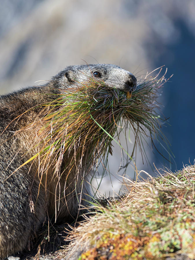 marmot astralplane