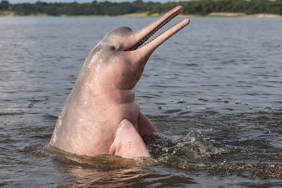 Amazon River Dolphin #8 Photograph by M. Watson