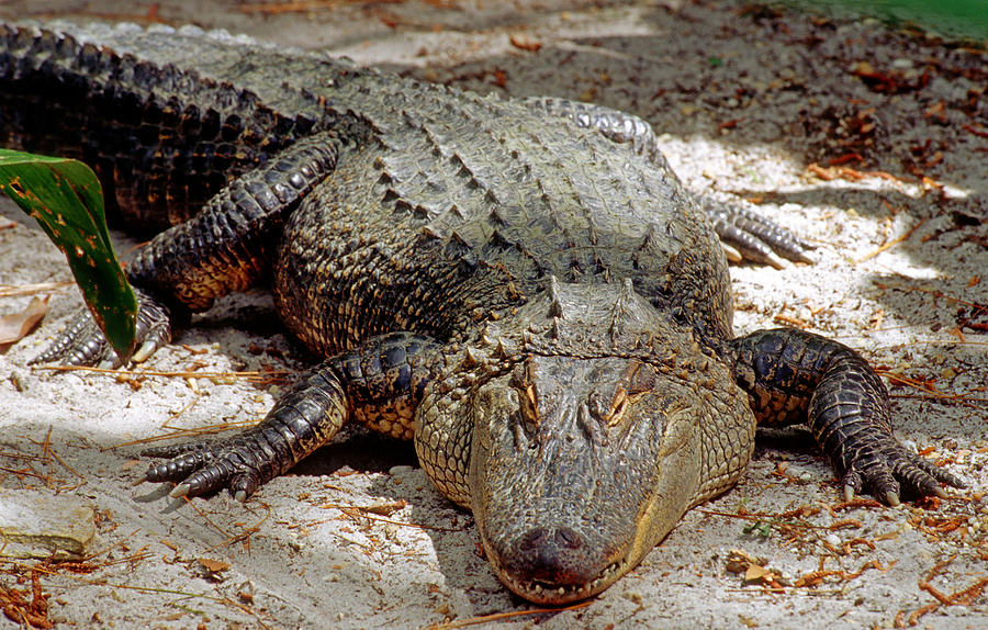 American Alligator Alligator #8 Photograph by Millard H. Sharp
