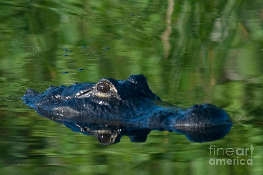 American Alligator #8 Photograph by Mark Newman