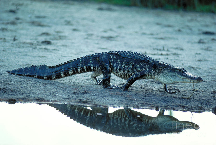 American Alligator #8 Photograph by Millard H. Sharp