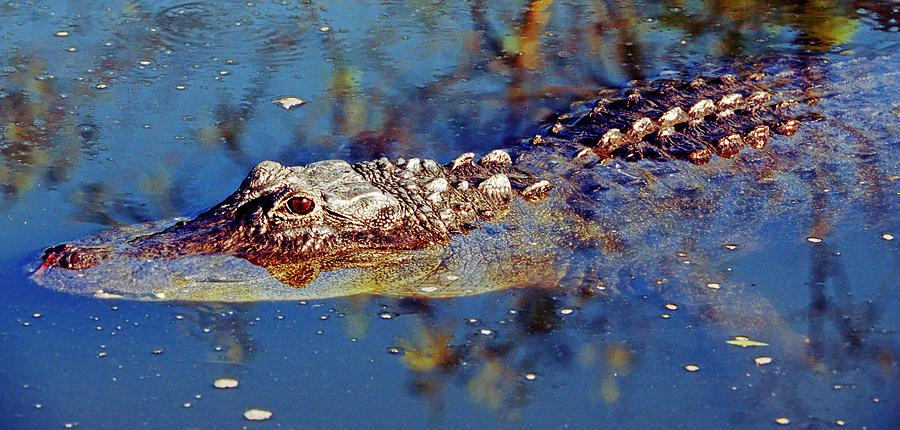 American Alligator Swimming #8 Photograph by Millard H. Sharp