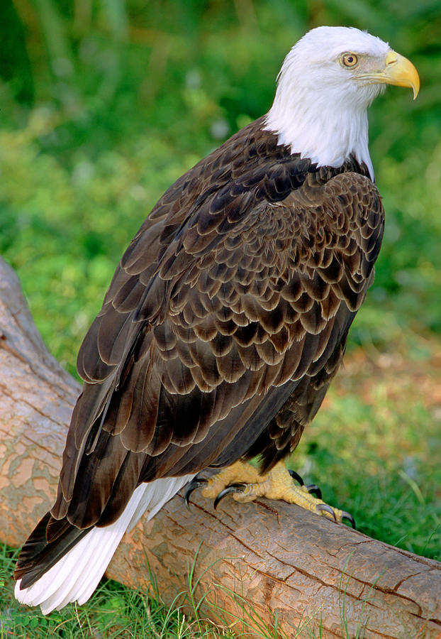 American Bald Eagle #8 Photograph by Millard H. Sharp