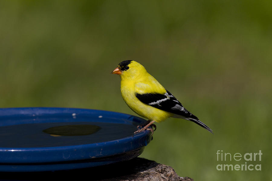 American Goldfinch #8 Photograph by Linda Freshwaters Arndt