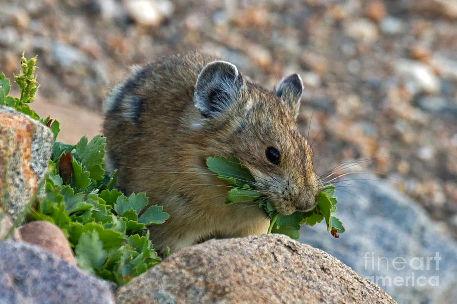 American Pika #8 Photograph by Fred Stearns