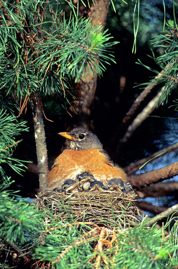 Robin Photograph - American Robin (turdus Migratorius #8 by Richard and Susan Day
