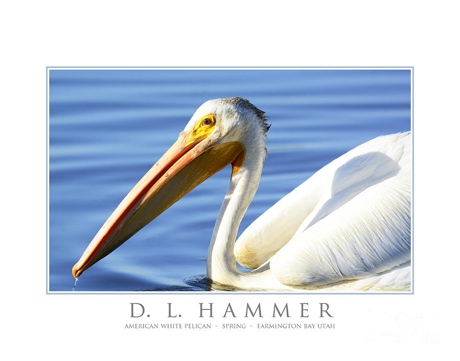 American White Pelican #8 Photograph by Dennis Hammer