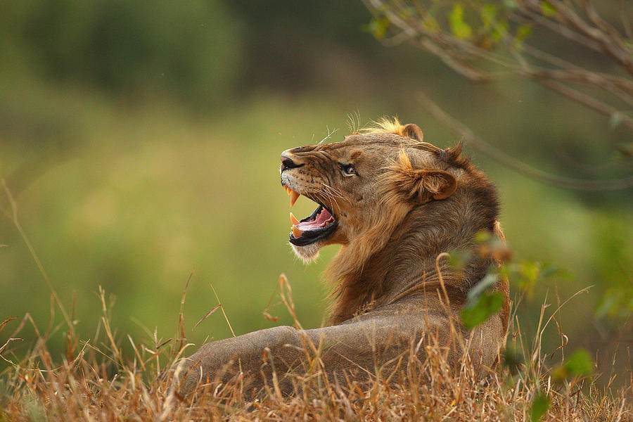 An African Safari Photograph by Cameron Spencer An African Safari Photograph by Cameron Spencer
