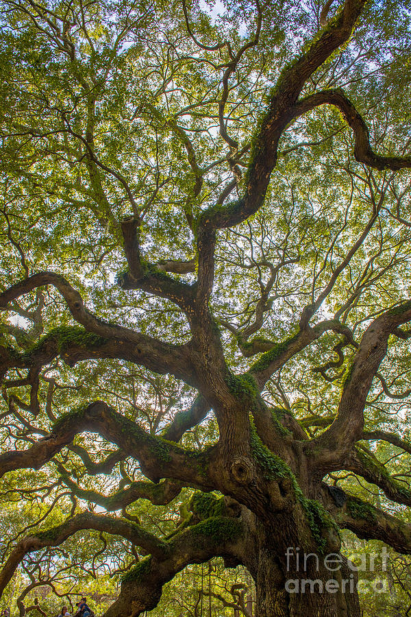 Island Angel Oak Tree Photograph