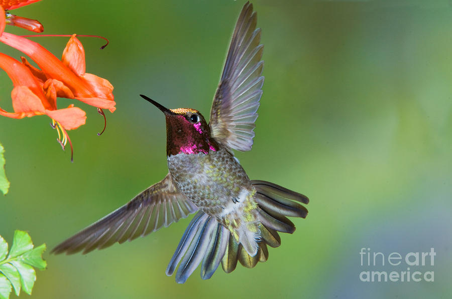 Annas Hummingbird #8 Photograph by Anthony Mercieca