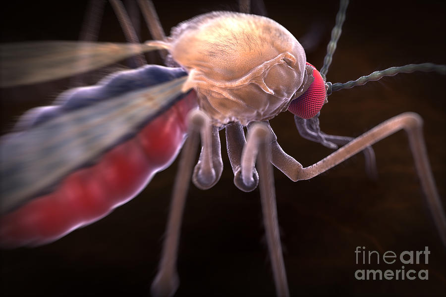 Anopheles Mosquito #8 Photograph by Science Picture Co