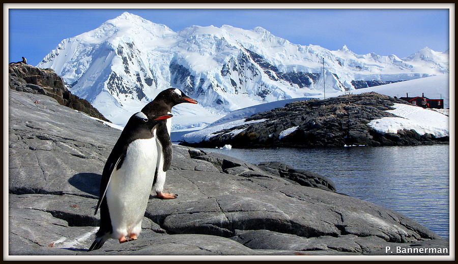 Antarctica #8 Photograph by Paul James Bannerman