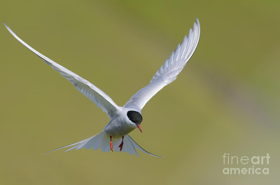 Arctic Tern #8 Photograph by John Shaw