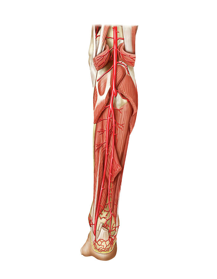 Arterial System Of The Leg By Asklepios Medical Atlas