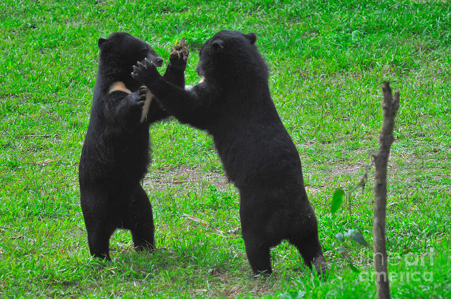 Asian Black Bear #22 Photograph by Mark Newman