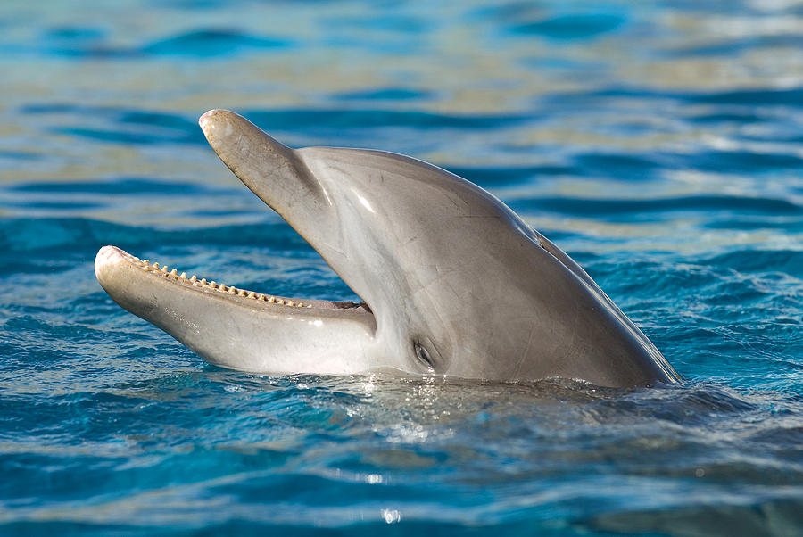 Atlantic Bottlenose Dolphin #8 Photograph by Millard H. Sharp