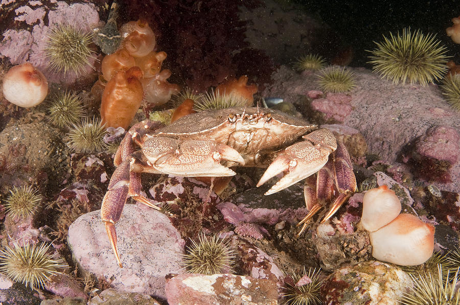 Atlantic Rock Crab #8 Photograph by Andrew J. Martinez