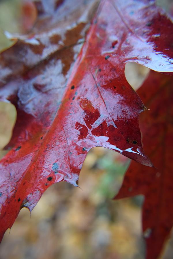 Autumn Leaf #8 Photograph by Curtis Krusie