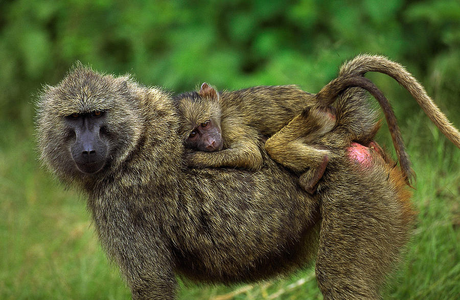 Babouin Doguera Papio Anubis Photograph By Gerard Lacz