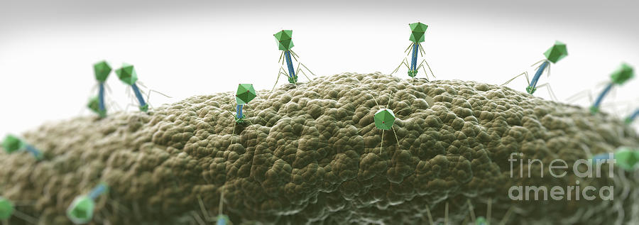Bacteriophages #8 Photograph by Science Picture Co