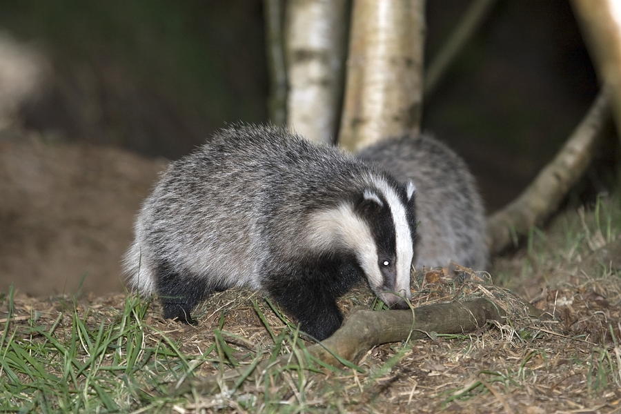 Badger Netherlands Photograph by Ronald Jansen | Fine Art America