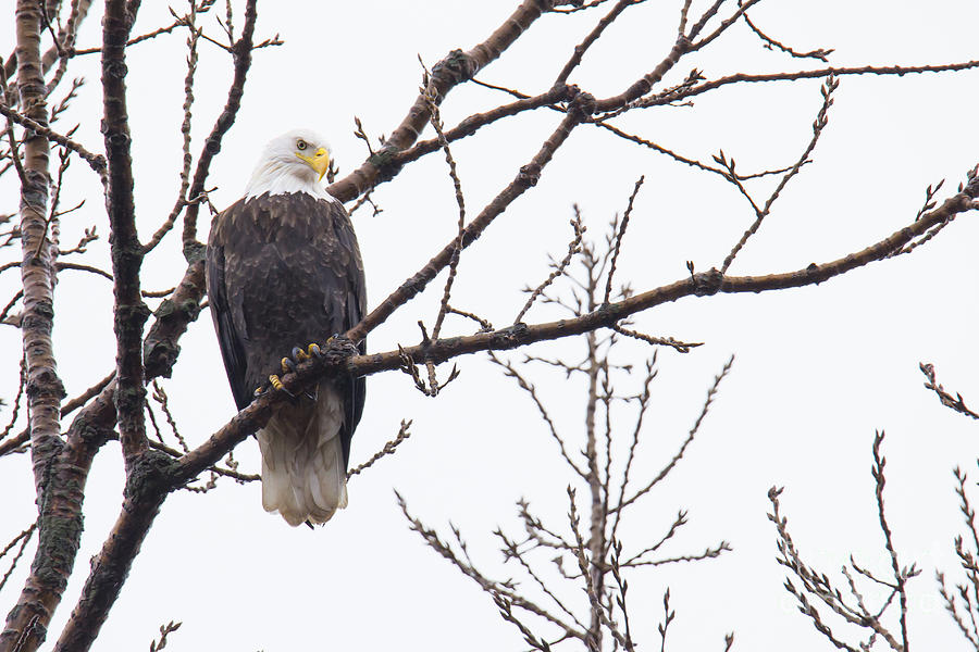 Eagle Photograph - Bald Eagle in Burlington Iowa #8 by Twenty Two North Photography