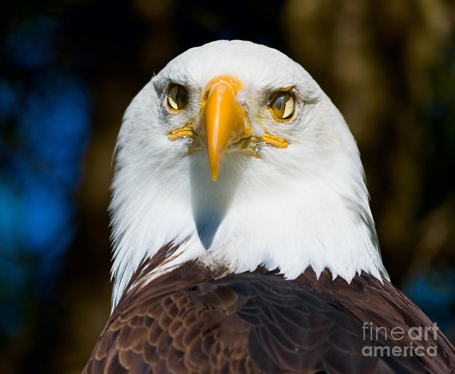 Bald Eagle #8 Photograph by Les Palenik