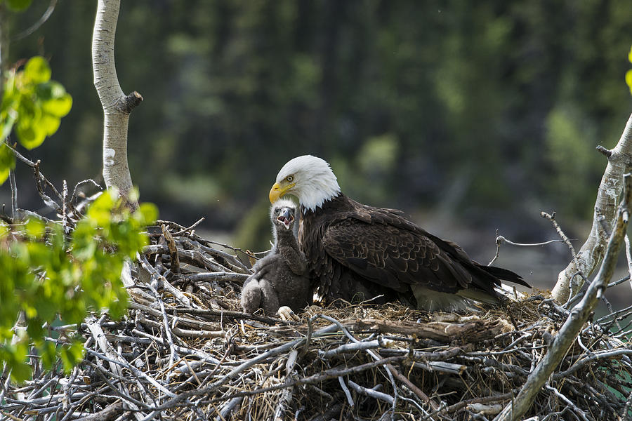Bald Eagle Nesting #8 Photograph by Mark Newman