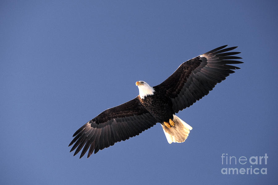 Bald Eagle #8 Photograph by Ron Sanford