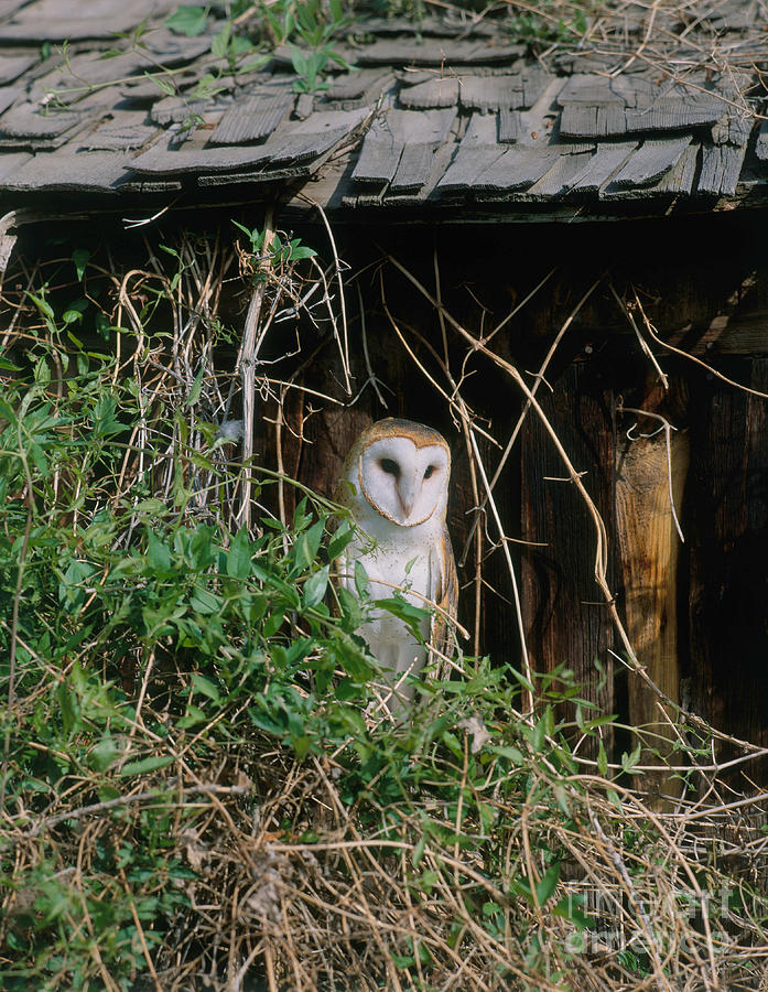 Barn Owl #8 Photograph by Hans Reinhard