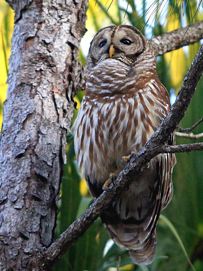 Owl Photograph - Barred Owl #8 by Ira Runyan