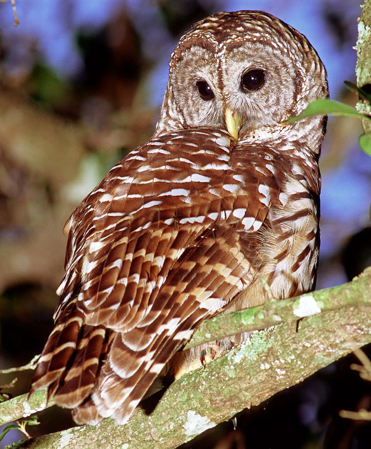 Barred Owl #8 Photograph by Millard H. Sharp