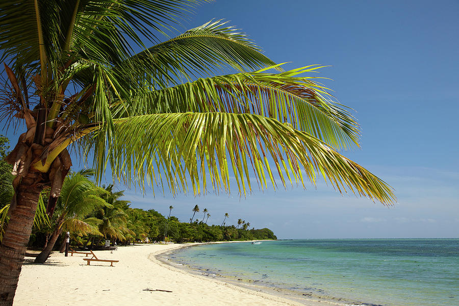 Beach And Palm Trees, Plantation Island Photograph By David Wall - Fine 