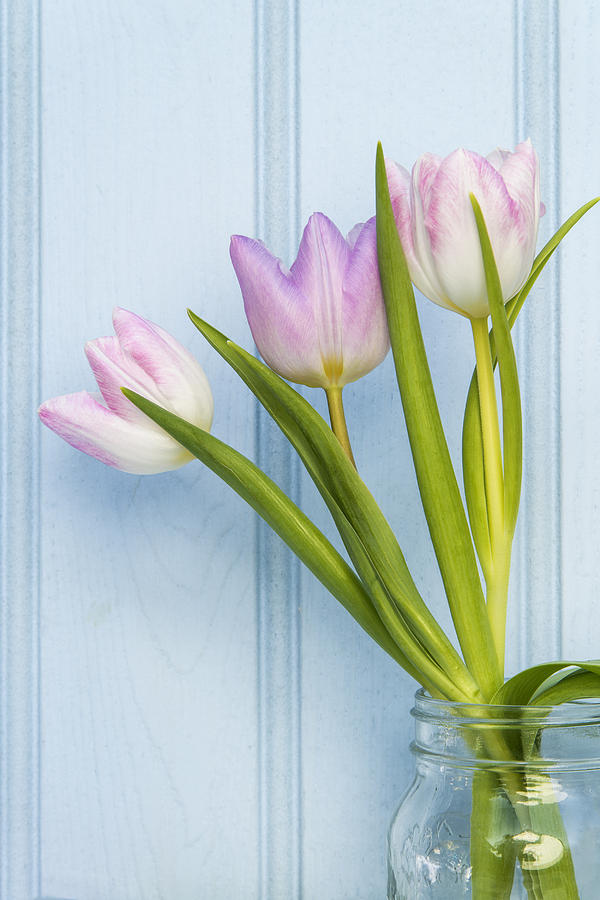 Spring Photograph - Beautiful Spring flower still life with wooden background and ho #8 by Matthew Gibson