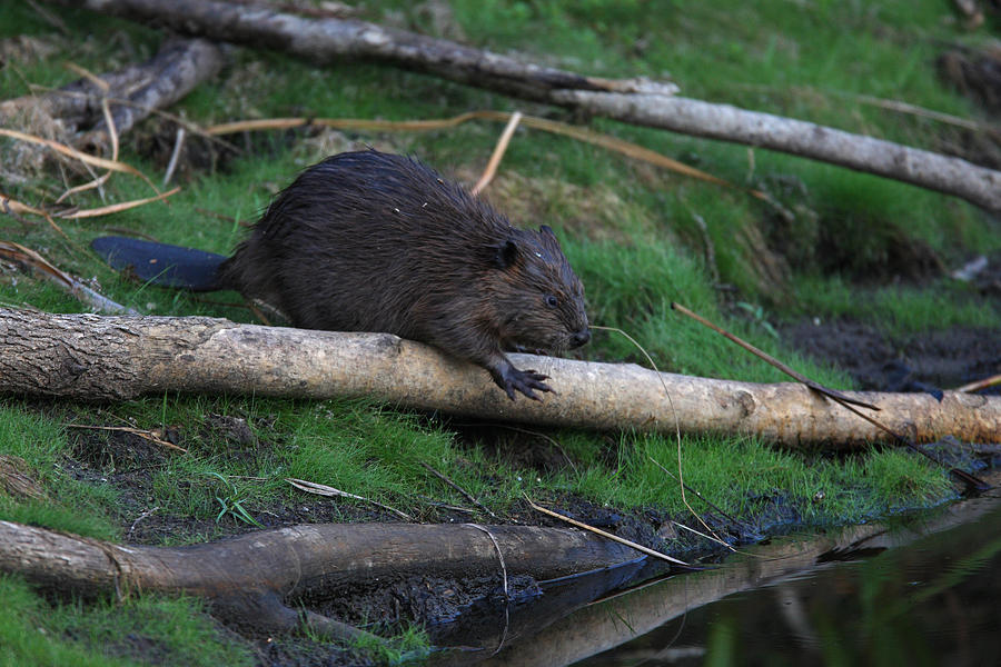 Beaver On Shore Photograph