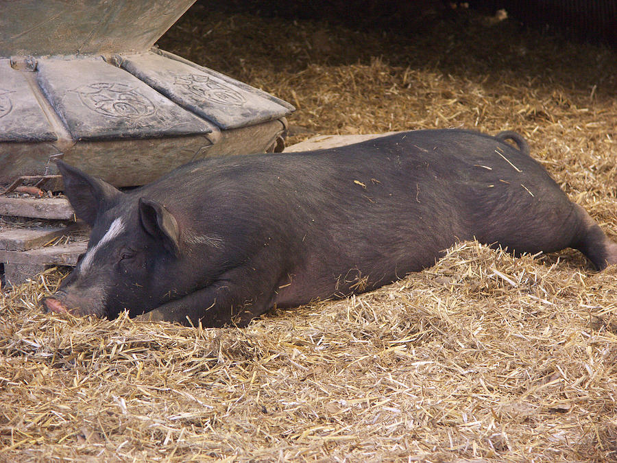 Berkshire Pig #8 Photograph by Bonnie Sue Rauch
