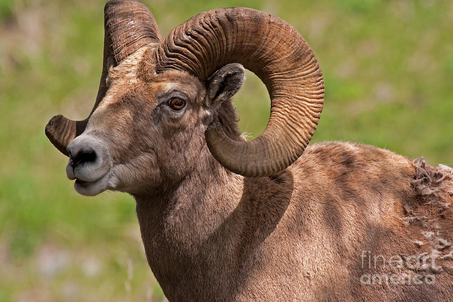 Big Horn Sheep Ram #8 Photograph by Fred Stearns
