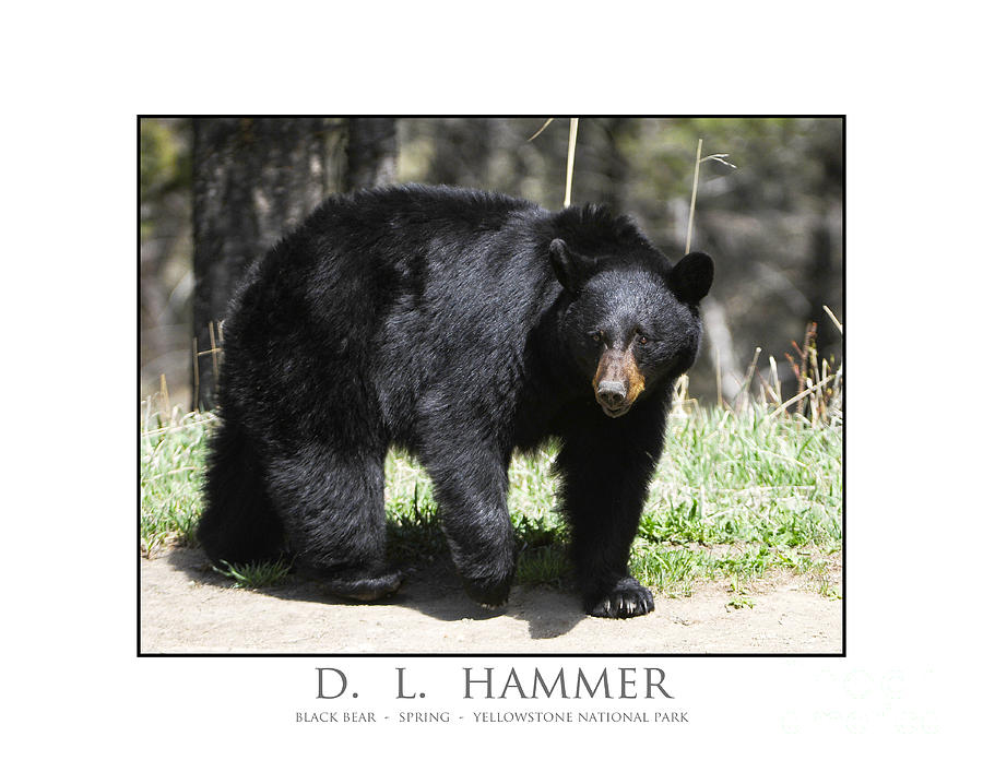Black Bear #8 Photograph by Dennis Hammer