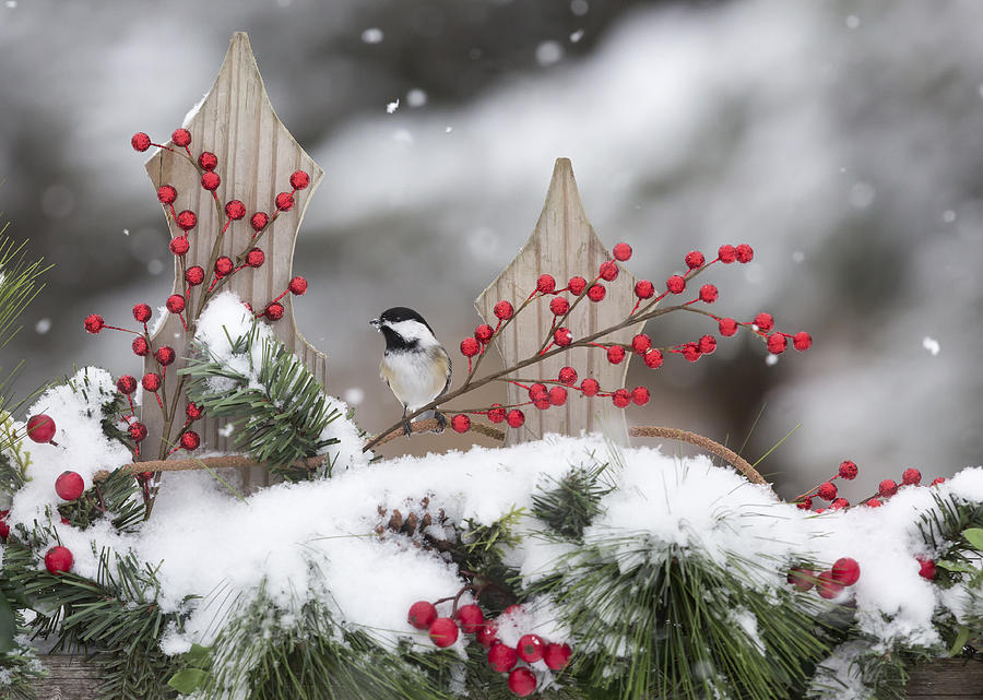 Black-capped Chickadee #8 Photograph by Linda Arndt