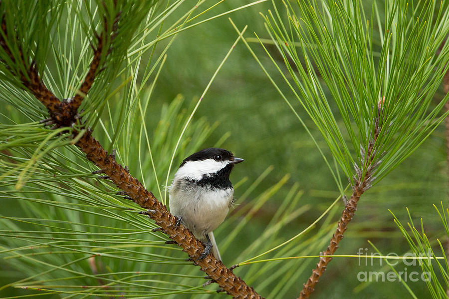 Black-capped Chickadee Poecile #8 Photograph by Linda Freshwaters Arndt Black-capped Chickadee Poecile #8 Photograph by Linda Freshwaters Arndt