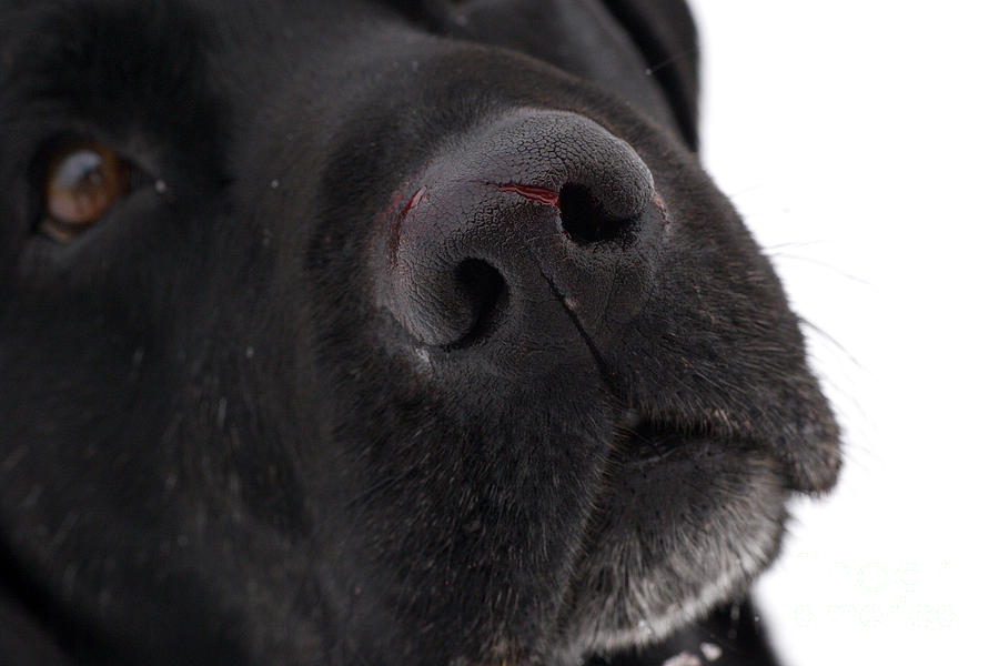 Labrador Retriever Photograph - Black Labrador #8 by Linda Freshwaters Arndt