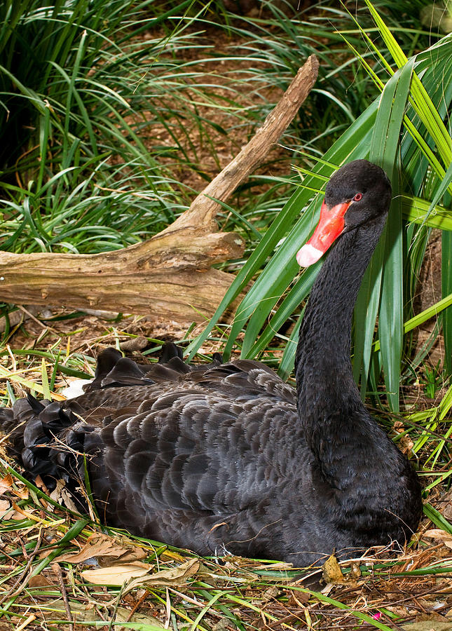 Black Swan At Nest #8 Photograph by Millard H. Sharp