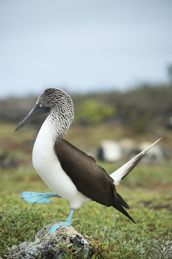 Blue-footed Booby Courtship Dance #8 Photograph by Tui De Roy